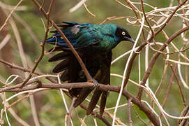 Long-tailed Glossy Starling