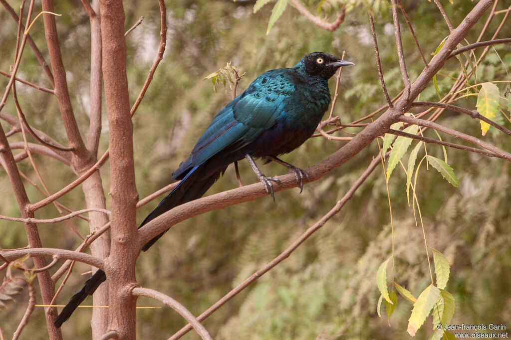 Long-tailed Glossy Starling