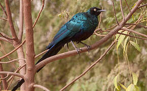 Long-tailed Glossy Starling