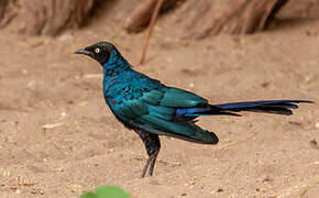 Long-tailed Glossy Starling