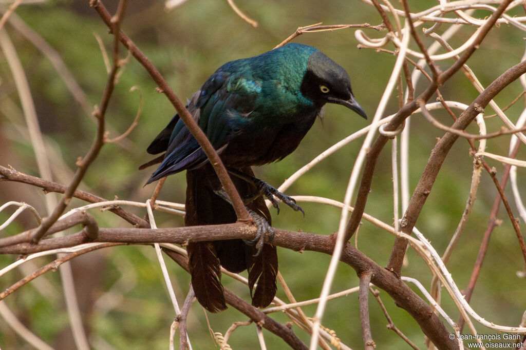 Long-tailed Glossy Starling