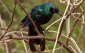 Long-tailed Glossy Starling