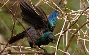 Long-tailed Glossy Starling