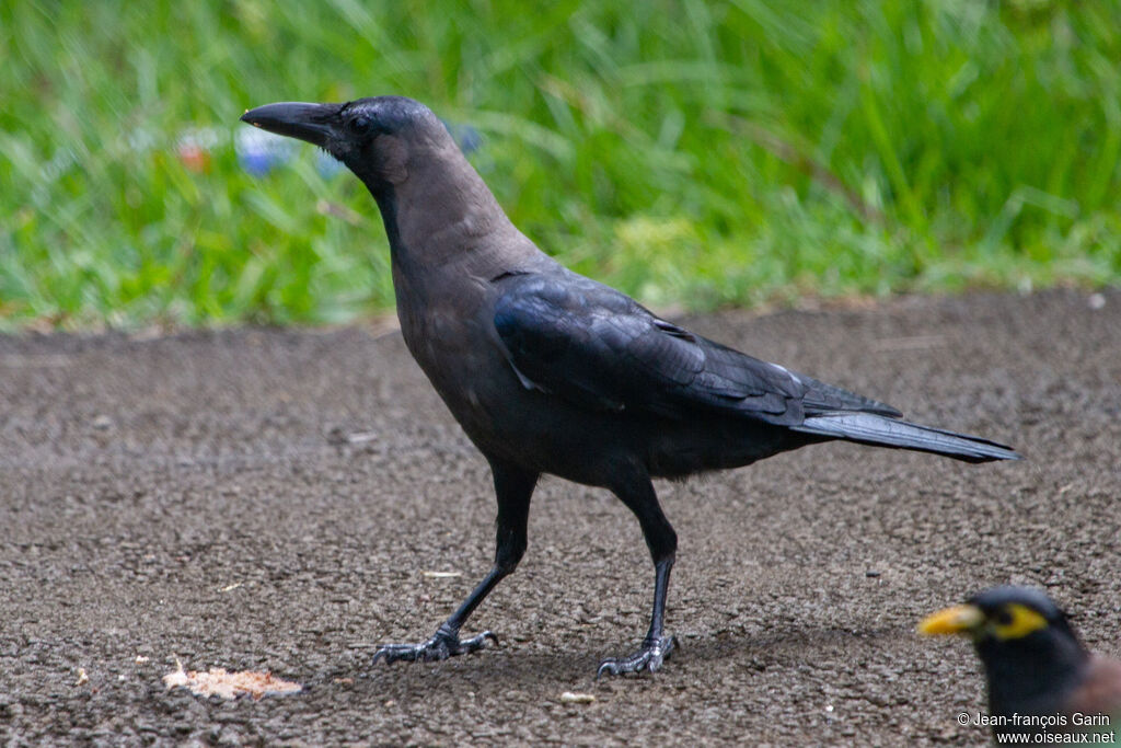 Corbeau familier