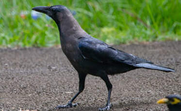 Corbeau familier