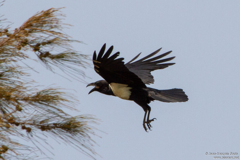 Pied Crowadult, Flight