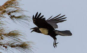 Pied Crow