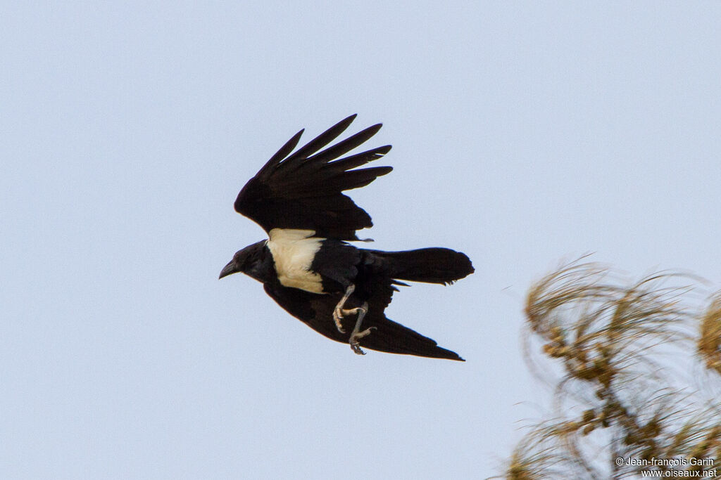 Pied Crowadult, Flight