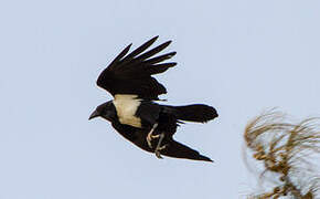 Pied Crow