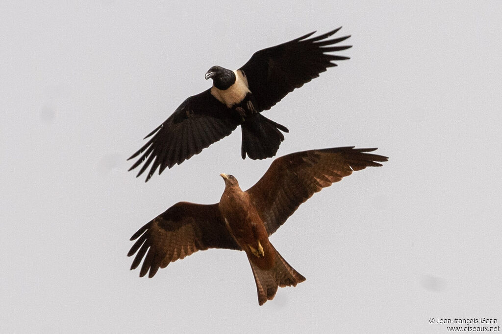 Corbeau pie, Comportement