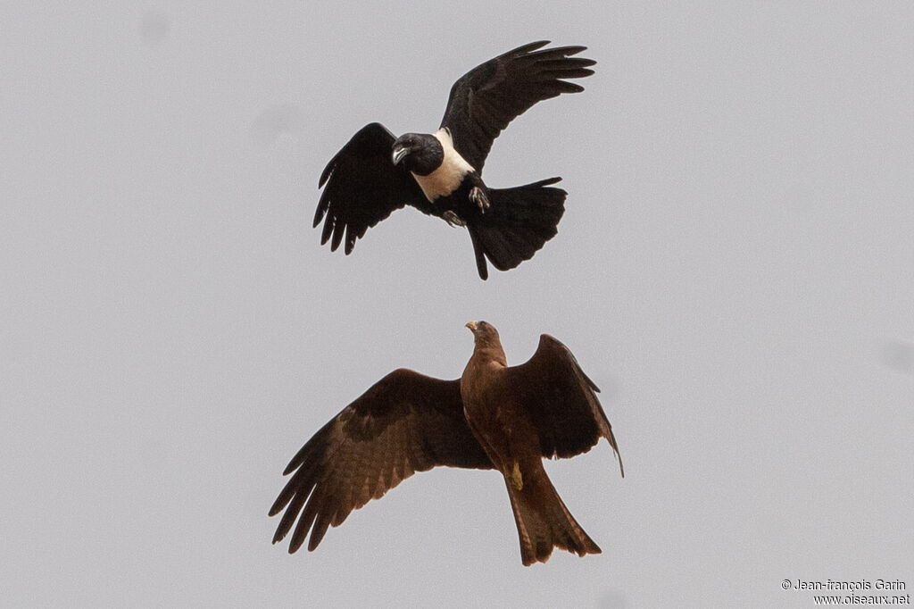 Corbeau pie, Comportement