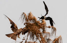 Pied Crow