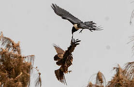 Pied Crow