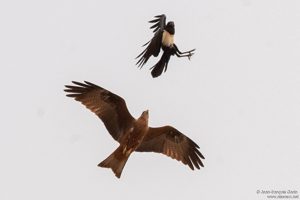 Corbeau pie, Comportement