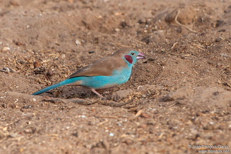 Cordonbleu à joues rouges mâle