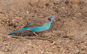 Red-cheeked Cordon-bleu