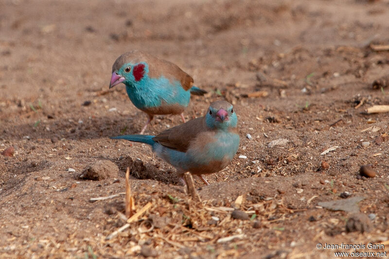 Red-cheeked Cordon-bleuadult