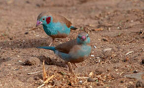 Red-cheeked Cordon-bleu