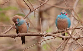 Red-cheeked Cordon-bleu