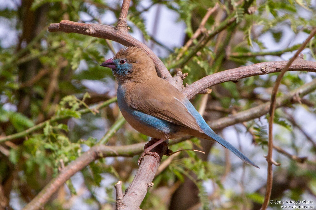 Cordonbleu à joues rouges femelle