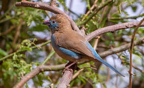 Red-cheeked Cordon-bleu