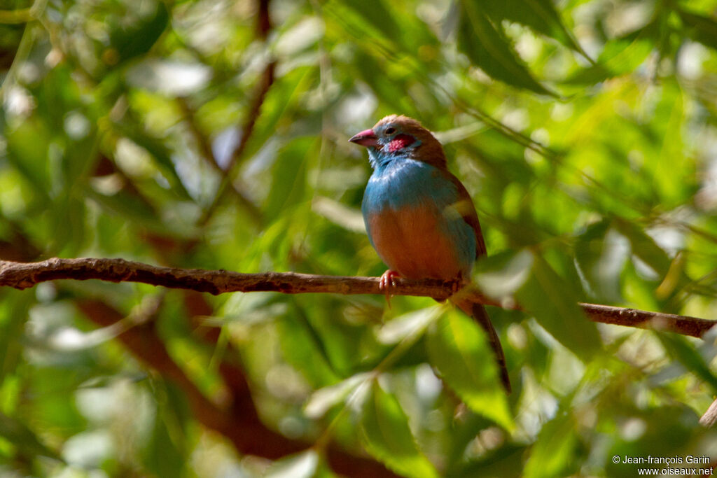 Red-cheeked Cordon-bleu