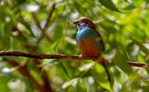 Red-cheeked Cordon-bleu