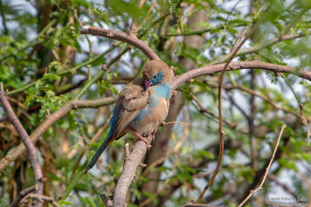 Cordonbleu à joues rouges