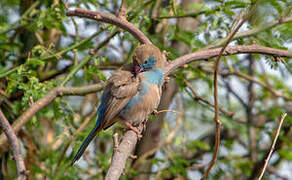 Red-cheeked Cordon-bleu