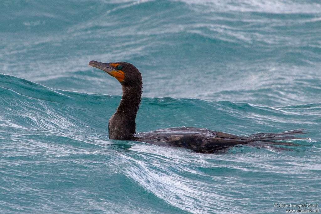 Double-crested Cormorantadult post breeding