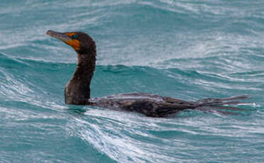 Cormoran à aigrettes