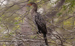 Cormoran africain