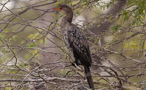 Reed Cormorant