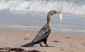 Reed Cormorant