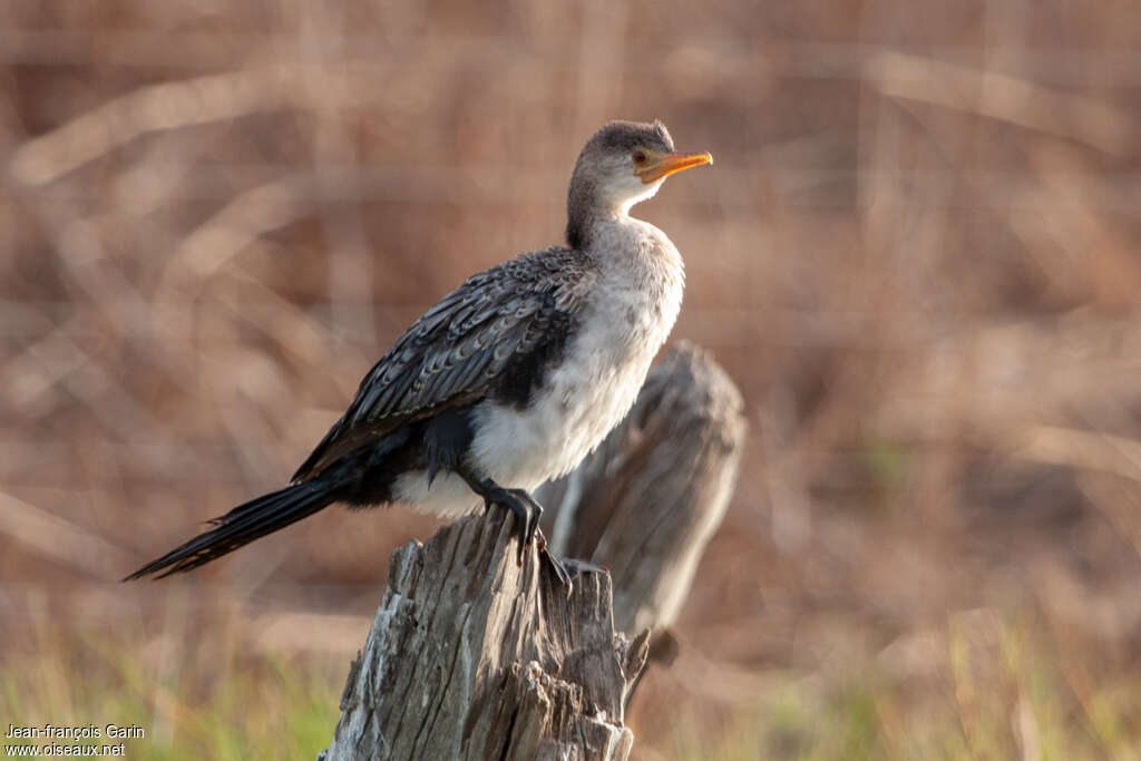 Reed Cormorantjuvenile, identification