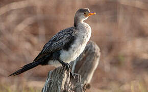 Reed Cormorant