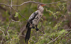 Cormoran africain