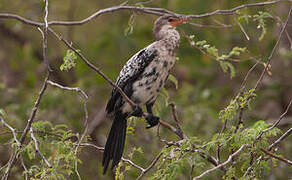 Reed Cormorant