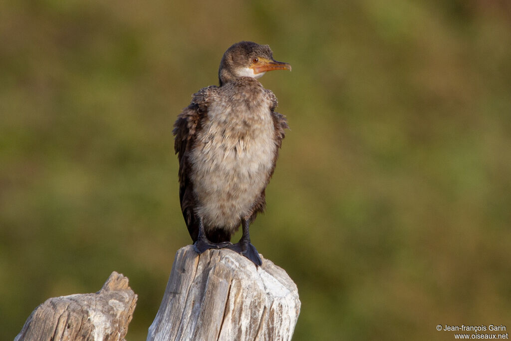 Reed Cormorantjuvenile