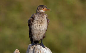 Cormoran africain