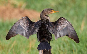 Reed Cormorant