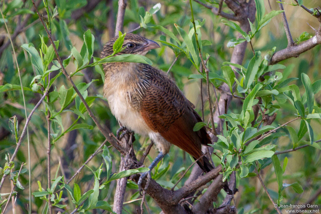 Coucal à sourcils blancs