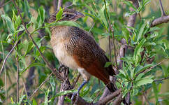 Coucal à sourcils blancs