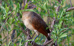 Coucal à sourcils blancs