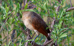 White-browed Coucal