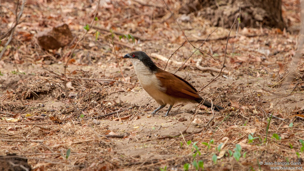 Senegal Coucal