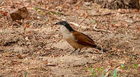 Coucal du Sénégal