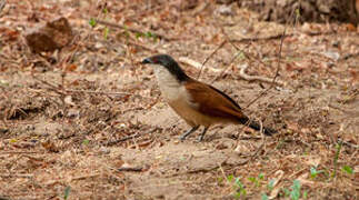 Senegal Coucal