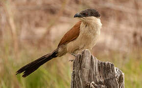 Senegal Coucal