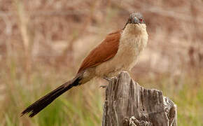 Senegal Coucal